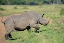 BLACK RHINOCEROS - MASAI MARA - KENYA 4