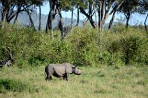 BLACK RHINOCEROS - MASAI MARA - KENYA 5