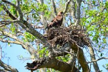 TAWNY EAGLE (RAUBADLER) - AQUILA RAPAX - MASAI MARA - KENYA 1