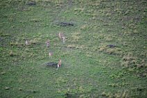 THOMSON GAZELLES - MASAI MARA - KENYA 1