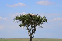 VULTURE IN A TREE - MASAI MARA - KENYA 1