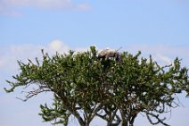 VULTURE IN A TREE - MASAI MARA - KENYA 2