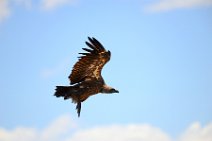 VULTURE IN FLIGHT - MASAI MARA - KENYA 4