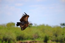 VULTURE IN FLIGHT - MASAI MARA - KENYA 5