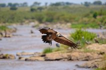 VULTURE IN FLIGHT - MASAI MARA - KENYA 7