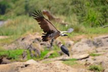 VULTURE PREPARING TO LAND - MASAI MARA - KENYA 10