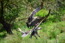 VULTURE PREPARING TO LAND - MASAI MARA - KENYA 11