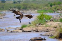 VULTURE PREPARING TO LAND - MASAI MARA - KENYA 12