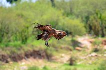 VULTURE PREPARING TO LAND - MASAI MARA - KENYA 13