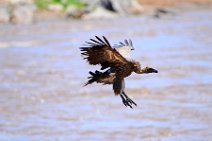 VULTURE PREPARING TO LAND - MASAI MARA - KENYA 14