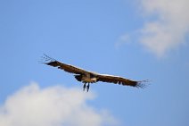 VULTURE PREPARING TO LAND - MASAI MARA - KENYA 15