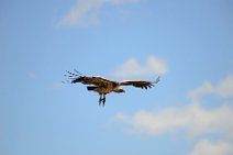 VULTURE PREPARING TO LAND - MASAI MARA - KENYA 16