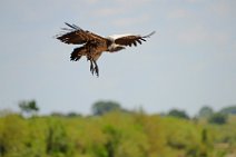 VULTURE PREPARING TO LAND - MASAI MARA - KENYA 17