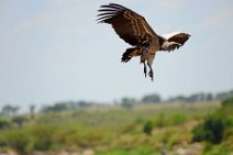 VULTURE PREPARING TO LAND - MASAI MARA - KENYA 18