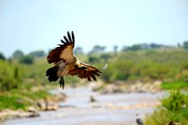 VULTURE PREPARING TO LAND - MASAI MARA - KENYA 2