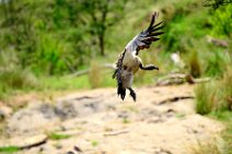 VULTURE PREPARING TO LAND - MASAI MARA - KENYA 3