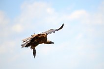 VULTURE PREPARING TO LAND - MASAI MARA - KENYA 4