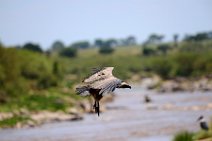 VULTURE PREPARING TO LAND - MASAI MARA - KENYA 5