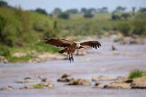 VULTURE PREPARING TO LAND - MASAI MARA - KENYA 8