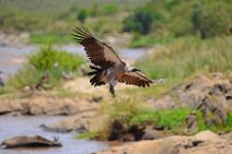 VULTURE PREPARING TO LAND - MASAI MARA - KENYA 9