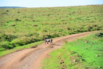 WARTHOG CROSSING THE ROAD - MASAI MARA - KENYA