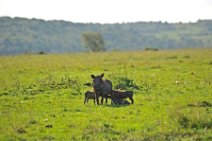 WARTHOG WITH PIGLETS - MASAI MARA - KENYA 1