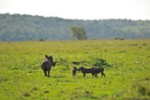 WARTHOG WITH PIGLETS - MASAI MARA - KENYA 2