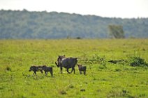WARTHOG WITH PIGLETS - MASAI MARA - KENYA 3