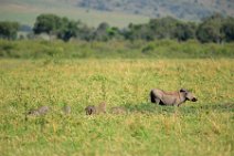 WARTHOG WITH PIGLETS - MASAI MARA - KENYA 4