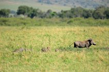 WARTHOG WITH PIGLETS - MASAI MARA - KENYA 5