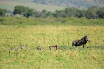 WARTHOG WITH PIGLETS - MASAI MARA - KENYA 6