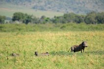 WARTHOG WITH PIGLETS - MASAI MARA - KENYA 7