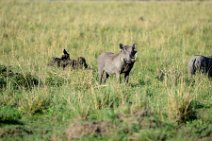 WARTHOGS IN THE MASAI MARA - KENYA 1