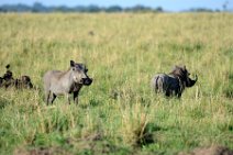 WARTHOGS IN THE MASAI MARA - KENYA 2