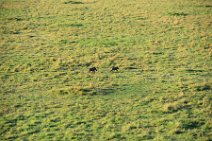 WARTHOGS IN THE MASAI MARA - KENYA 3