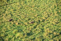 WARTHOGS IN THE MASAI MARA - KENYA 4
