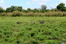 WARTHOGS IN THE MASAI MARA - KENYA 5