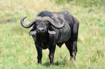 WATER BUFFALO - MASAI MARA - KENYA 4