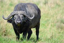 WATER BUFFALO - MASAI MARA - KENYA 5