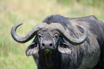 WATER BUFFALO - MASAI MARA - KENYA 6