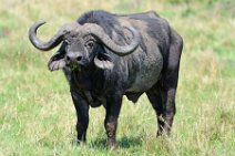 WATER BUFFALO - MASAI MARA - KENYA 7