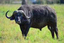 WATER BUFFALO - MASAI MARA - KENYA 9