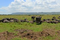 WATER BUFFALOS - MASAI MARA - KENYA 1