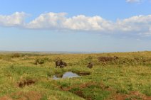WATER BUFFALOS - MASAI MARA - KENYA 10