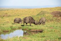 WATER BUFFALOS - MASAI MARA - KENYA 11