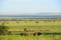 WATER BUFFALOS - MASAI MARA - KENYA 12
