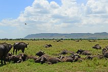 WATER BUFFALOS - MASAI MARA - KENYA 2