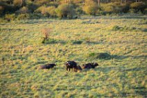 WATER BUFFALOS - MASAI MARA - KENYA 3