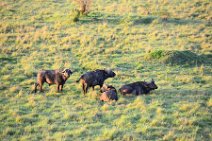 WATER BUFFALOS - MASAI MARA - KENYA 4