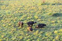 WATER BUFFALOS - MASAI MARA - KENYA 5